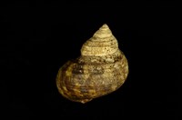 藏品(高腰蠑螺)的圖片